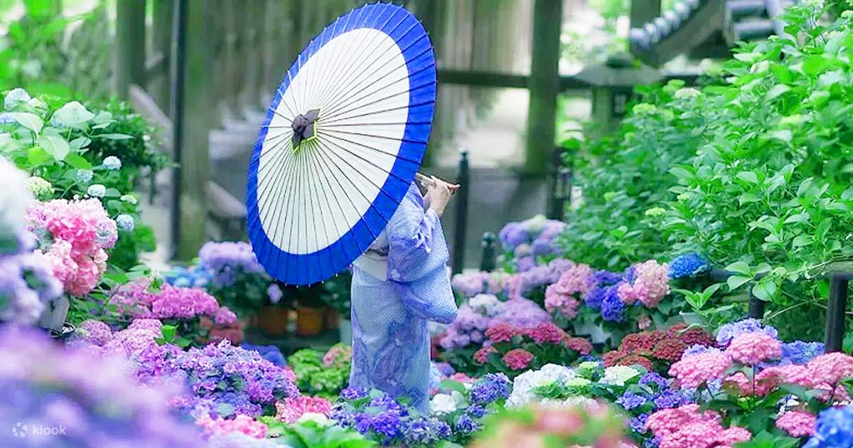 Hydrangea4937　0502 指定07 Kamakura Hasedera Hydrangea & Enoshima Full-Day Tour - Klook